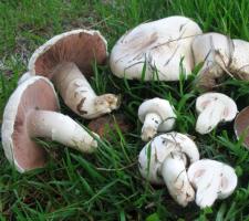 Your business in growing champignons