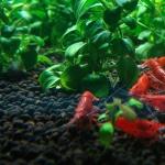 Креветки: разведение и выращивание как бизнес Выращивание креветок в аквариуме для еды